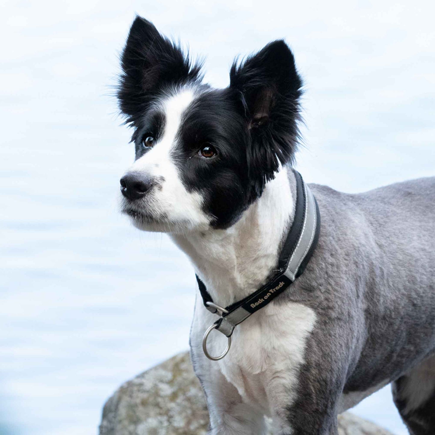 "Molly" Hundhalsband