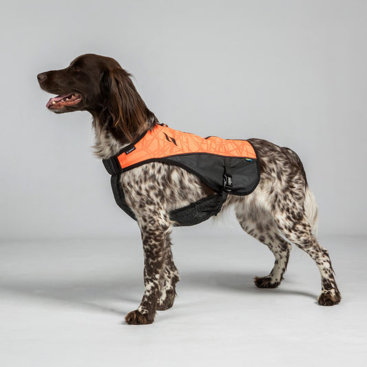 Dog wearing an orange and black reflective vest on a gray background