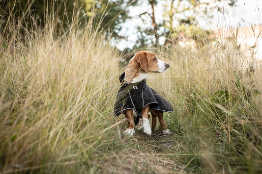 Discover raincoats for all kinds of dogs – and all kinds of rain