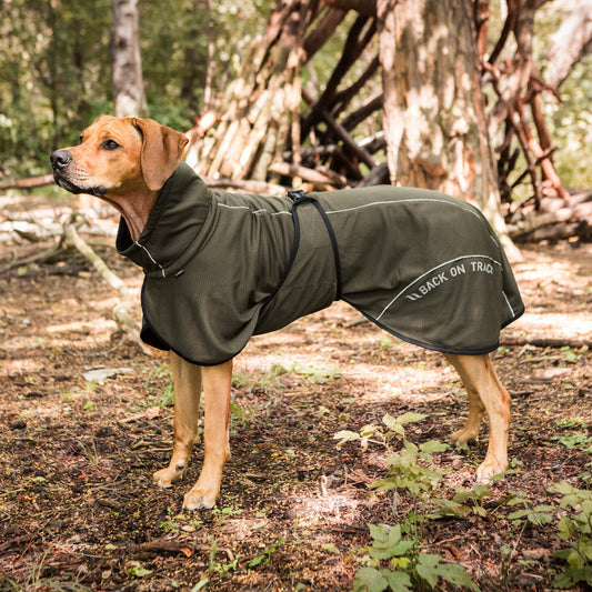 Back on Track is coming to Elmia Hund 7-8 of March!