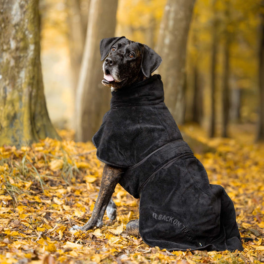 BARK, BAY or BUDDY for my dog?