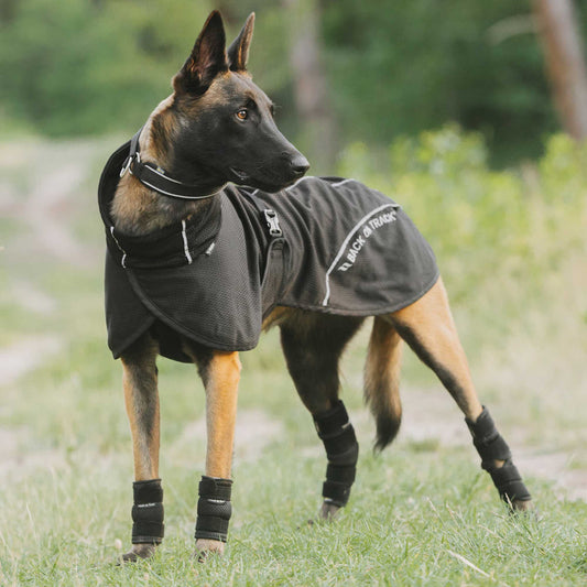 BAY Netdækken, Lav hale